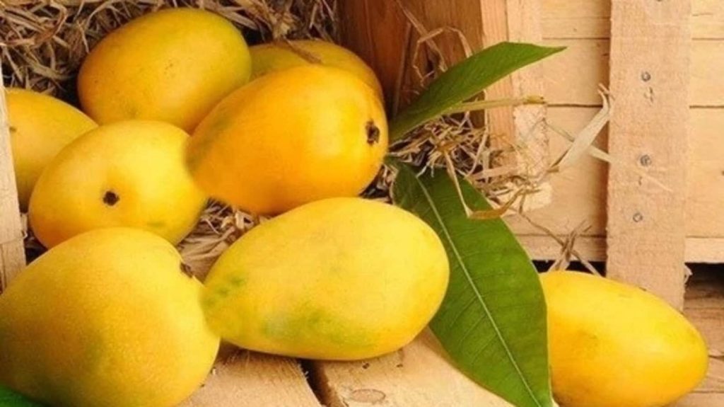 How this Japanese farmer’s unusual technique produces $230 winter mangoes