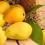 How this Japanese farmer’s unusual technique produces $230 winter mangoes